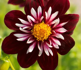 Георгин Найт Баттерфляй (Dahlia Night Butterfly)