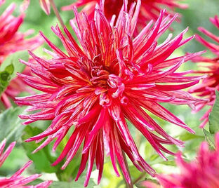 Георгин Намара (Dahlia Namara)