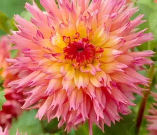 Георгин Ненекази (Dahlia Nenekazi)