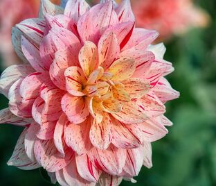 Георгин Нонетте (Dahlia Nonette)