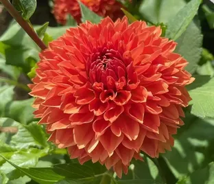 Георгин Оранж Импакт (Dahlia Orange Impact)