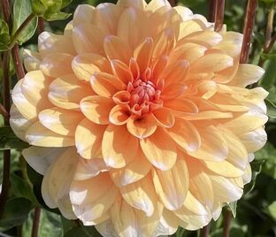 Георгин Оранж Перфекшн (Dahlia Orange Perception)