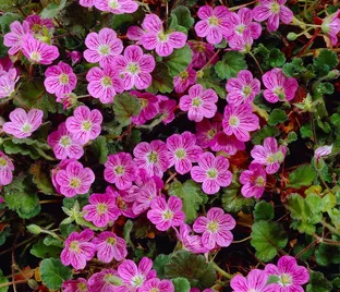 Аистник 'Bishop Rose'