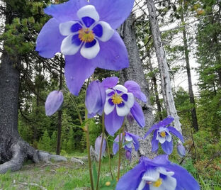 Аквилегия гибридная 'Jewel Blue'