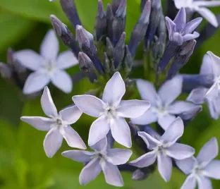 Амсония 'Blue Ice'