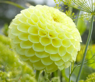 Георгин Бум Бум Еллоу (Dahlia Boom Boom Yellow)