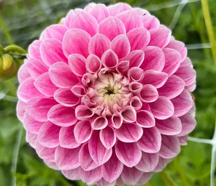 Георгин Маршмеллоу Бэйби (Dahlia Marshmallow Baby) — фото 1