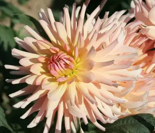 Георгин Генриетта (Dahlia Henriette)