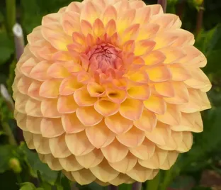 Георгин Блайтон Софтер Глим (Dahlia Blyton Softer Gleam)