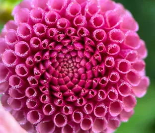 Георгин Коко Паф (Dahlia Koko Puff)