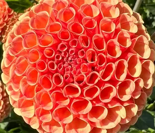 Георгин Амбер Куин (Dahlia Amber Queen)