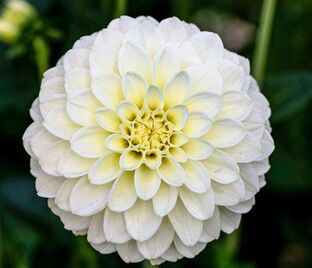 Георгин Карамель Антик (Dahlia Caramel Antique)