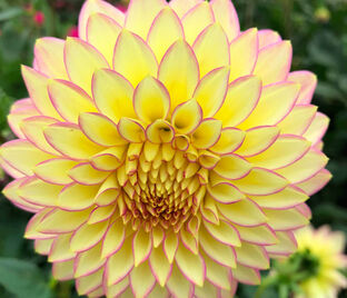 Георгин Блумквист Блаш (Dahlia Bloomquist Blush)