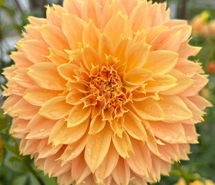 Георгин Блумквист Сью (Dahlia Bloomquist Sue)