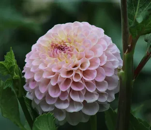 Георгин 20-е Авеню Мемори (Dahlia 20th Avenue Memory)