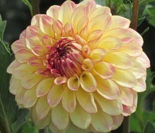 Георгин Альпен Сандаун (Dahlia Alpen Sundown)