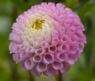 Георгин Маайке (Dahlia Maaike)