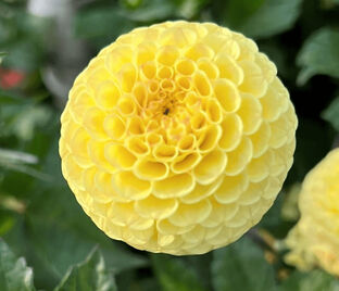 Георгин Баттеркап (Dahlia Buttercup)