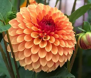 Георгин Бонанза (Dahlia Bonanza)