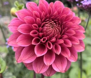 Георгин Кас Рози Джо (Dahlia KA's Rosie Jo) — фото 1