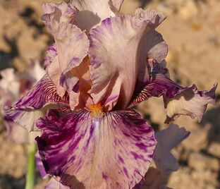 Ирис "Брайндлед Бьюти" (Iris Brindled Beauty)