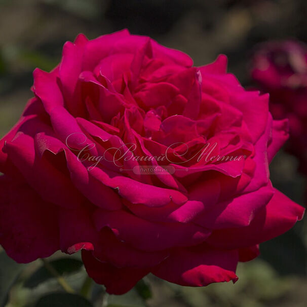 Роза Dame de Coeur (Дам де Кёр) — фото 1
