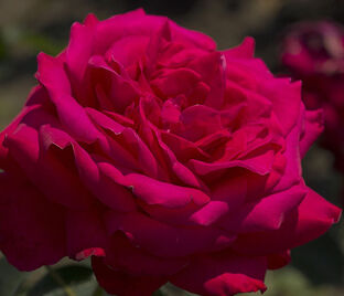 Роза Dame de Coeur (Дам де Кёр) — фото 1