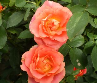 Роза Lipstick (Липстик) — фото 1
