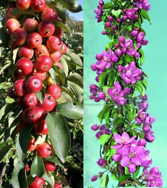 Яблоня колоновидная красноцветковая Манящий Аромат – купить саженцы яблонив питомнике в Москве