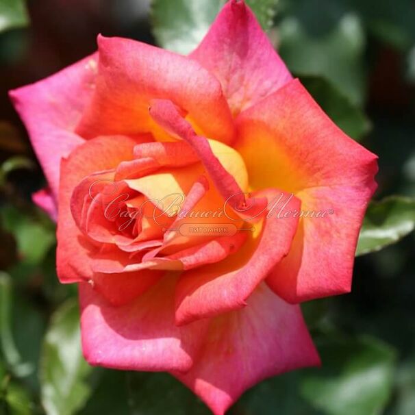 Роза Piccadilly (Пикадилли) — фото 1