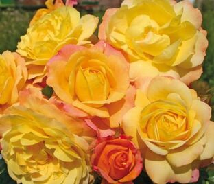 Роза Rose der Hoffnung (Роз дер Хоффнунг) — фото 1