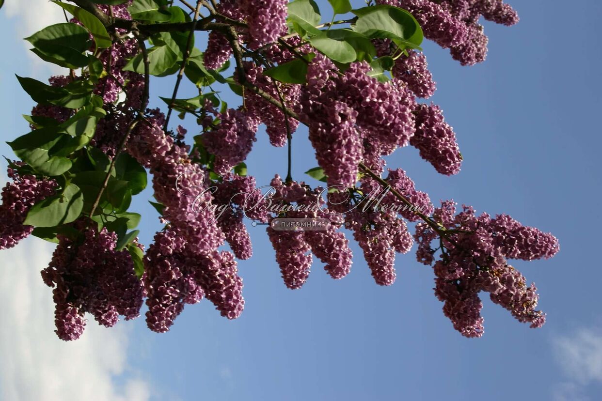 Сирень "Леонид Леонов" / Syringa vulgaris "Leonid Leonov" - Купить саженцы сирен