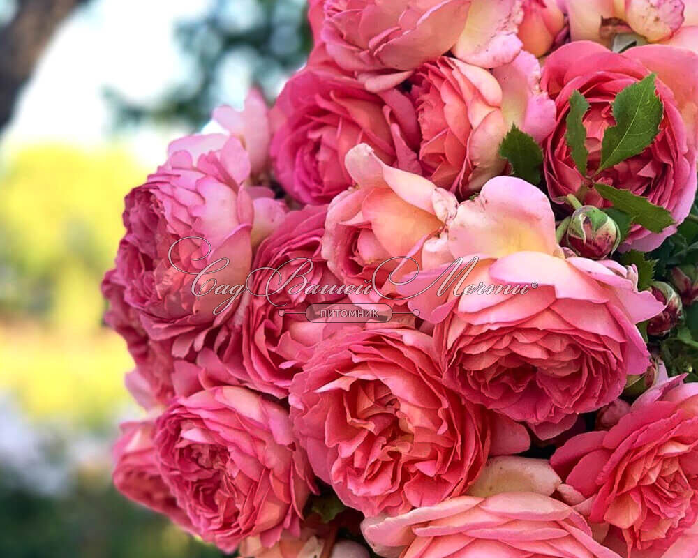 Английская роза Джубили Селебрейшн (Jubilee Celebration): характеристика, описание, фото, отзывы садоводов