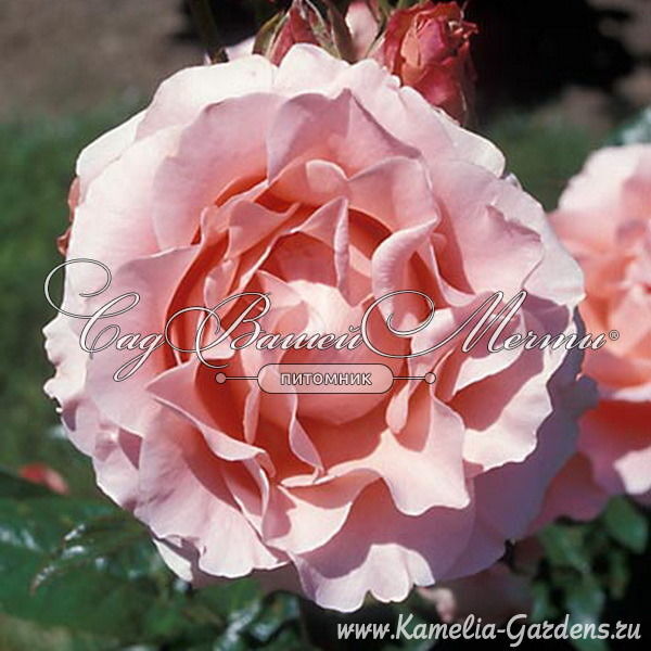 Yves saint laurent rossa hotsell