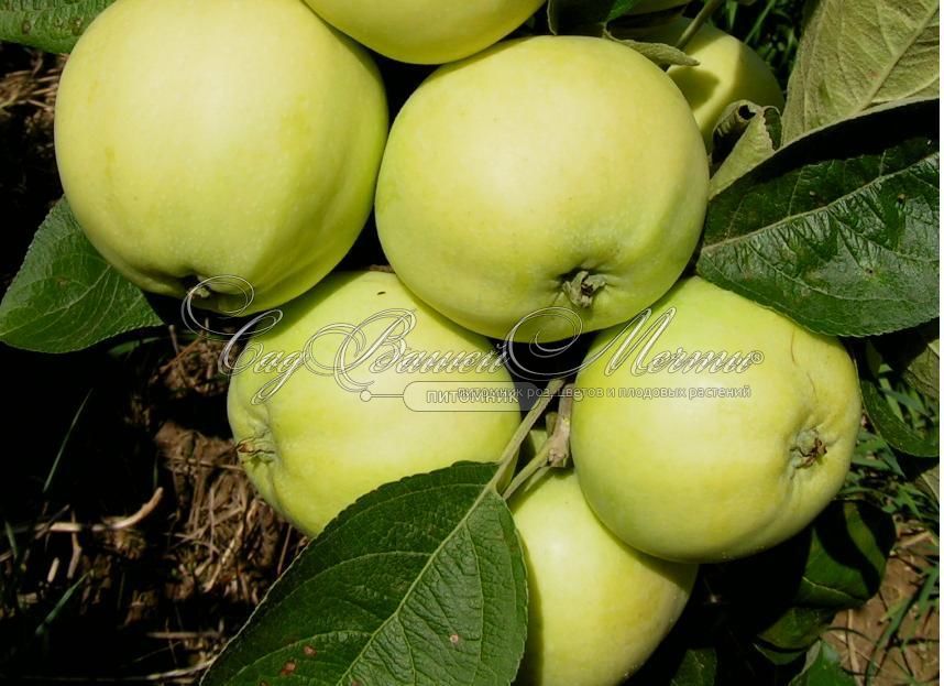 Яблоня Янтарь – купить саженцы яблони в питомнике в Москве