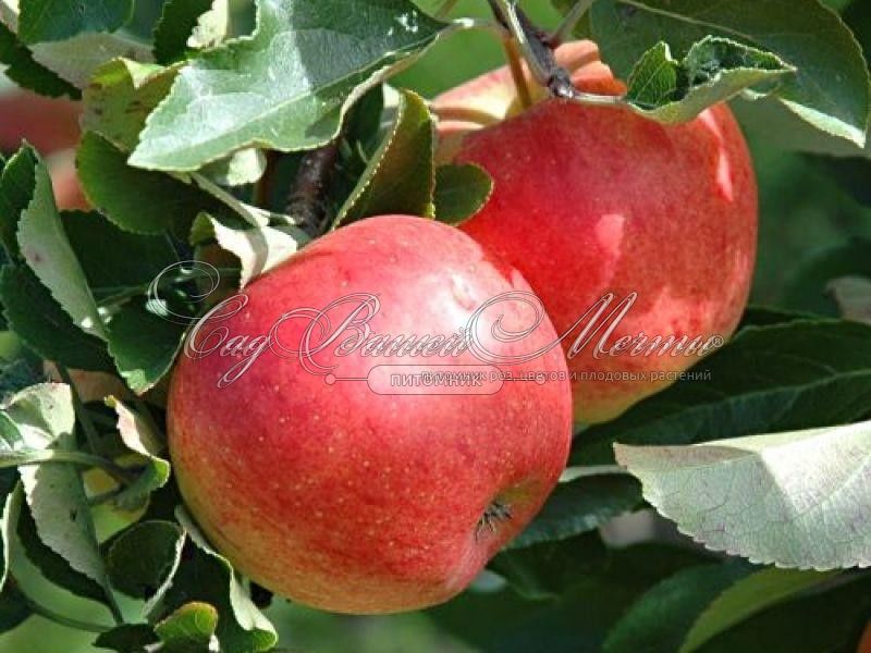 Яблоня Настенька – купить саженцы яблони в питомнике в Москве