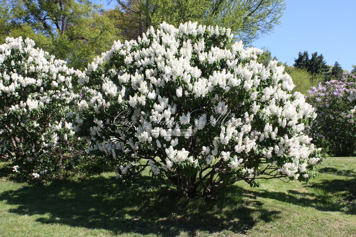 Сирень "Рочестер" / Syringa vulgaris "Rochester" - фото 13