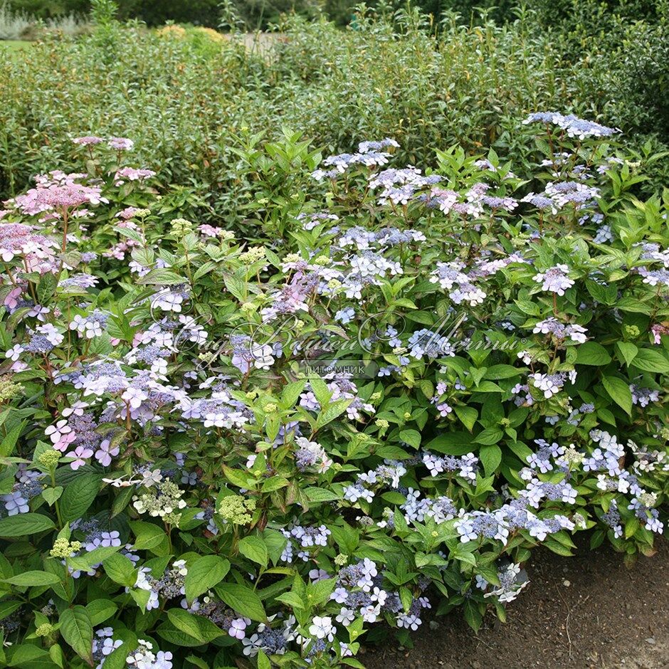 hydrangea serrata bluebird