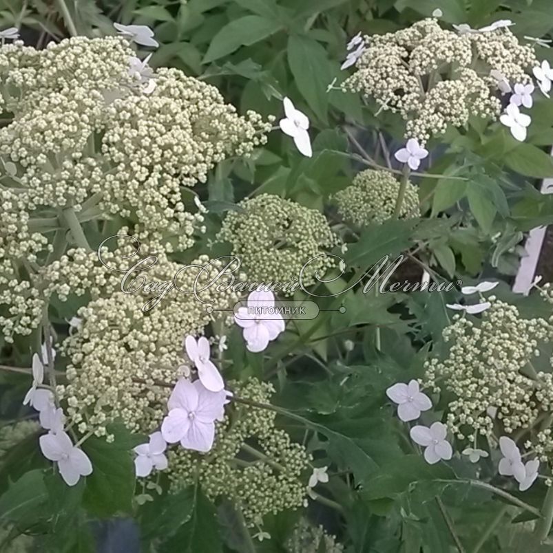 Гортензия Брюссель Лейс Фото