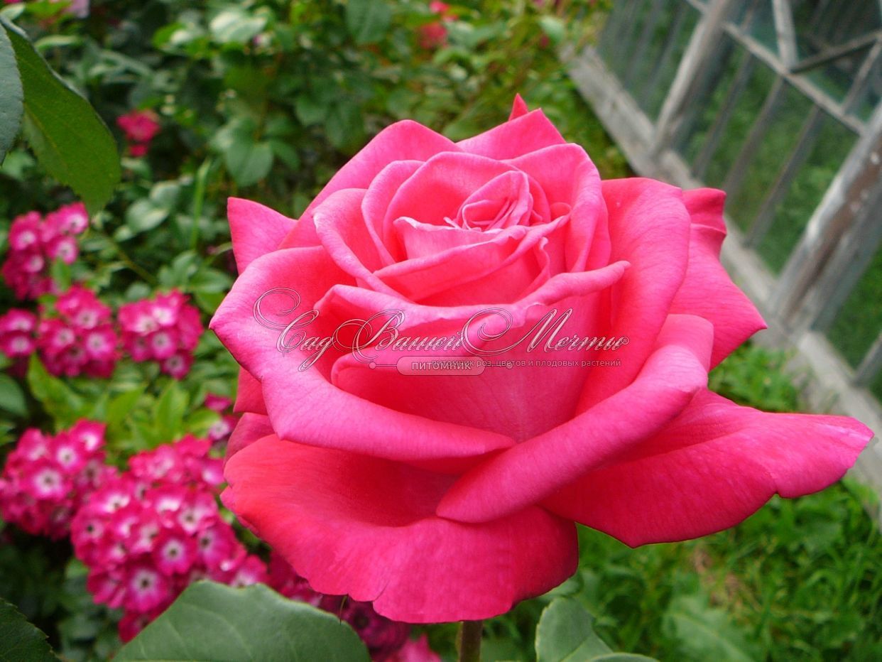 Уникальный гибрид розы