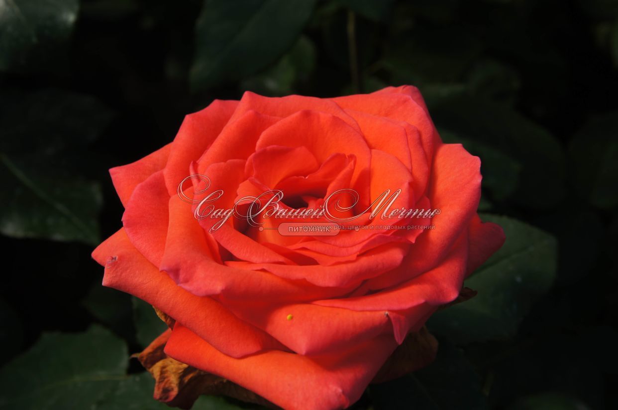 Роза Impulse (Импульс) – купить саженцы роз в питомнике в Москве