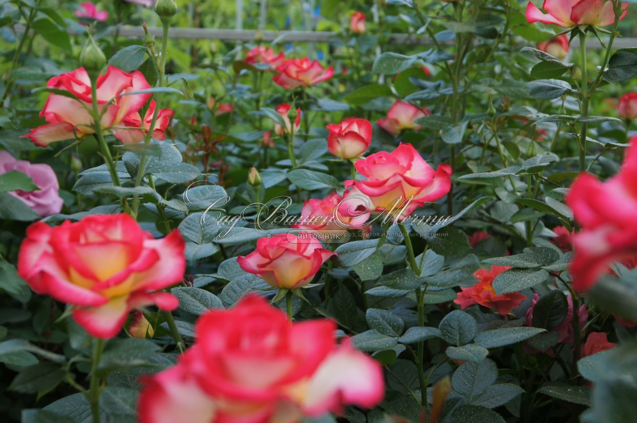 Роза Dick Clark (Дик Кларк) – купить саженцы роз в питомнике в Москве