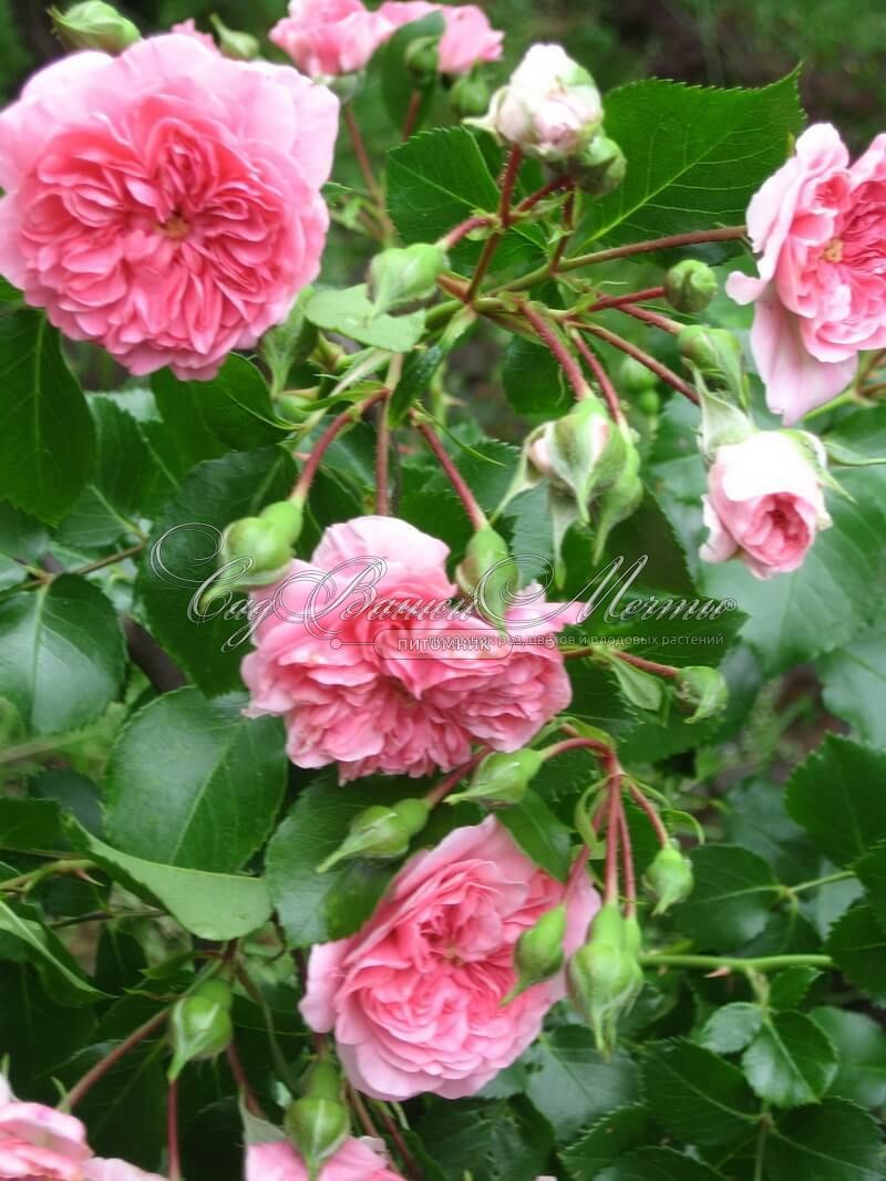 Роза Pink Swany (Пинк Свани) – купить саженцы роз в питомнике в Москве
