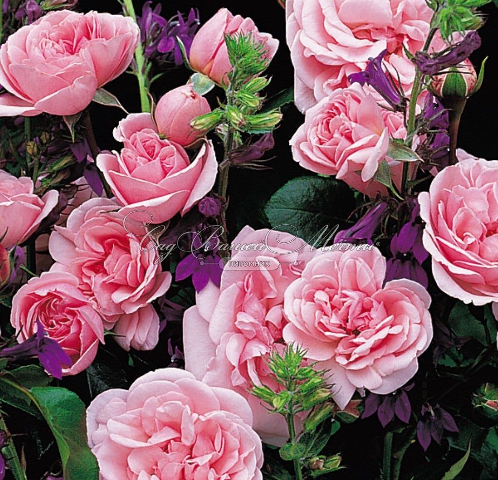 Роза Home & Garden (Хоум энд Гарден) – купить саженцы роз в питомнике в Москве