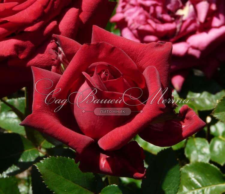 Velvet Rose Tucson