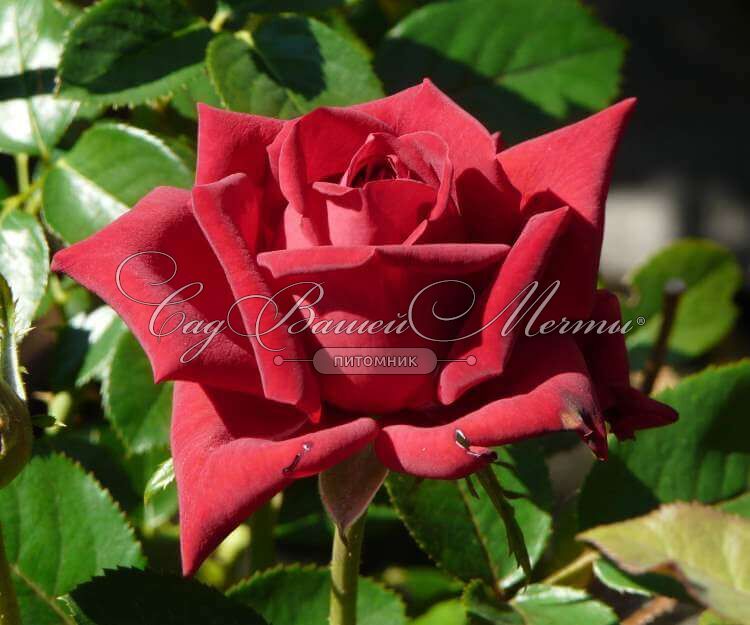 Velvet Rose Tucson