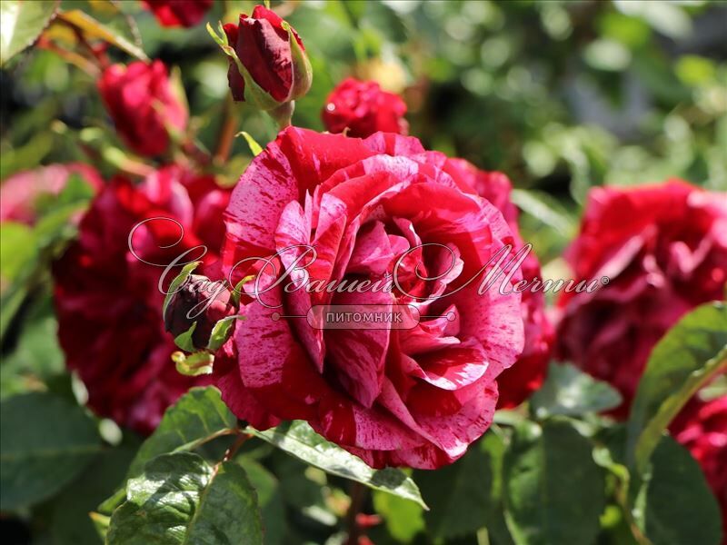Роза Deep Impression (Дип Импрешн) – купить саженцы роз в питомнике в Москве