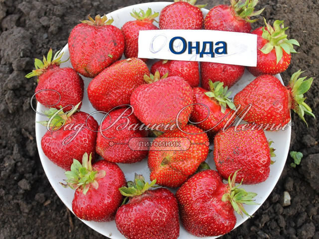 Клубника \