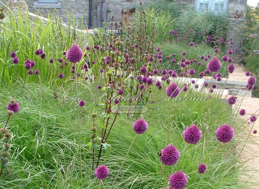 Allium sphaerocephalon