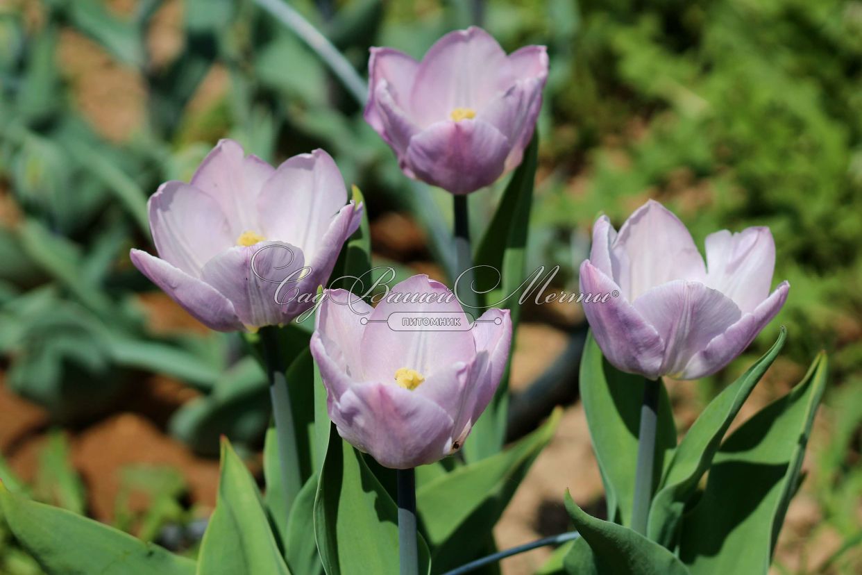 Тюльпаны Кенди Принц: характеристики, посадка и выращивание, отзывы
